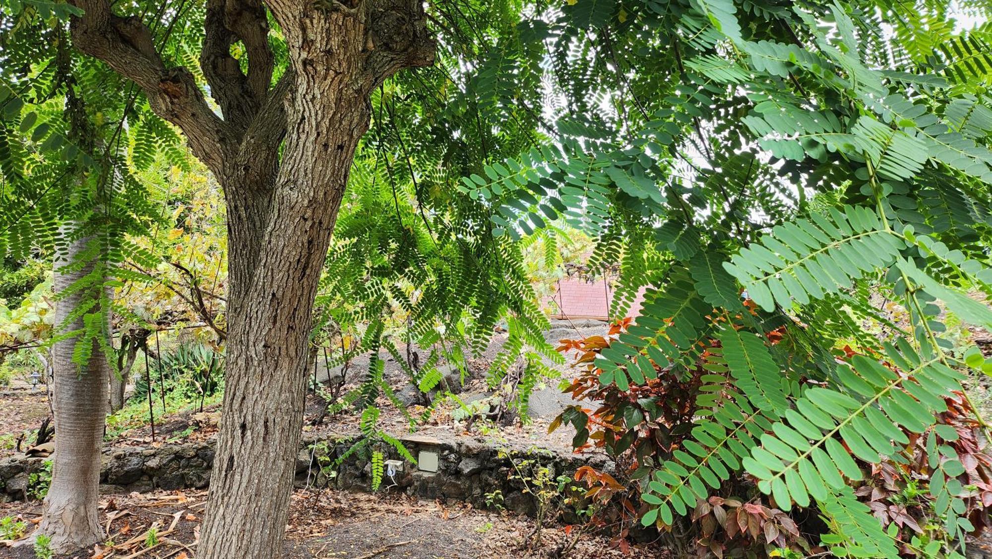 Oasis Hill Botanical Garden Villa Icod De Los Vinos Exteriör bild