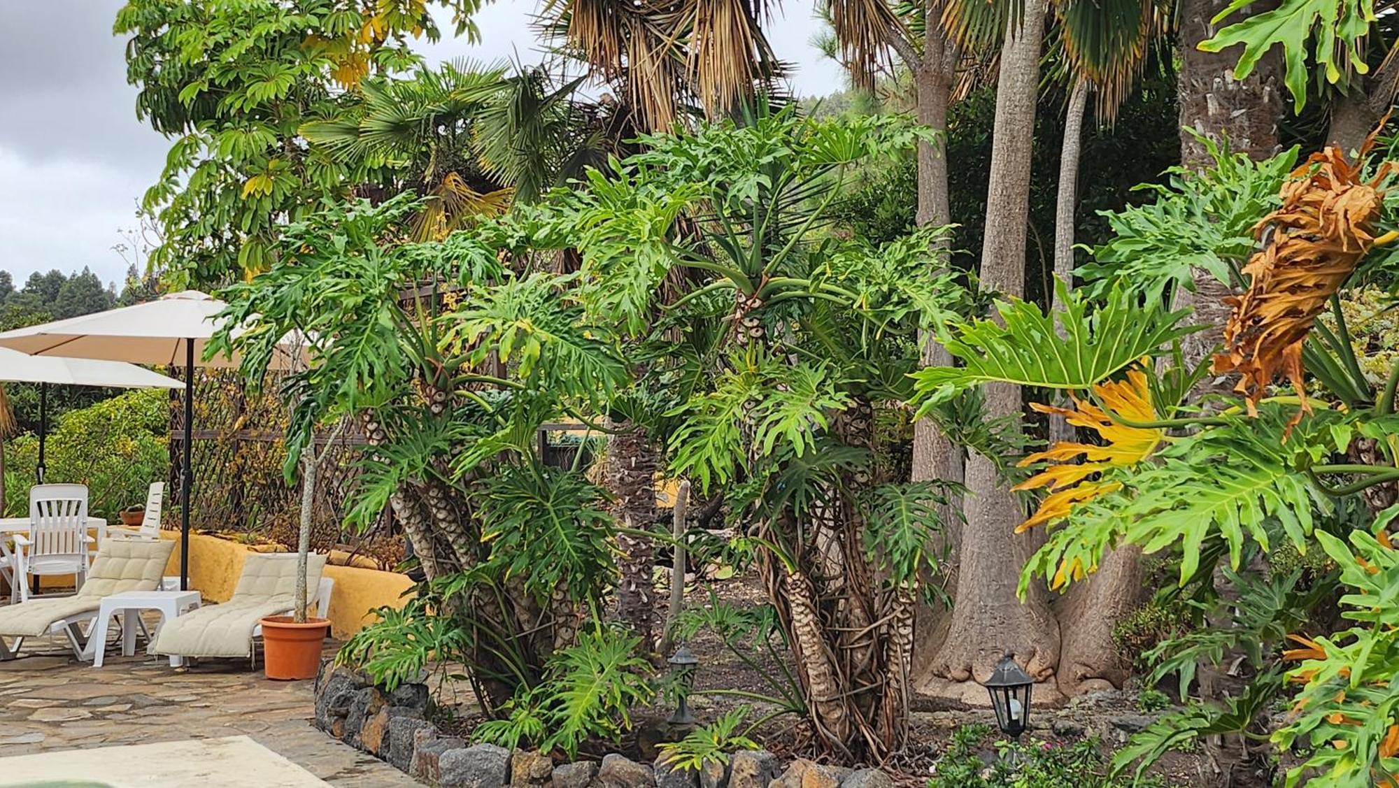 Oasis Hill Botanical Garden Villa Icod De Los Vinos Exteriör bild