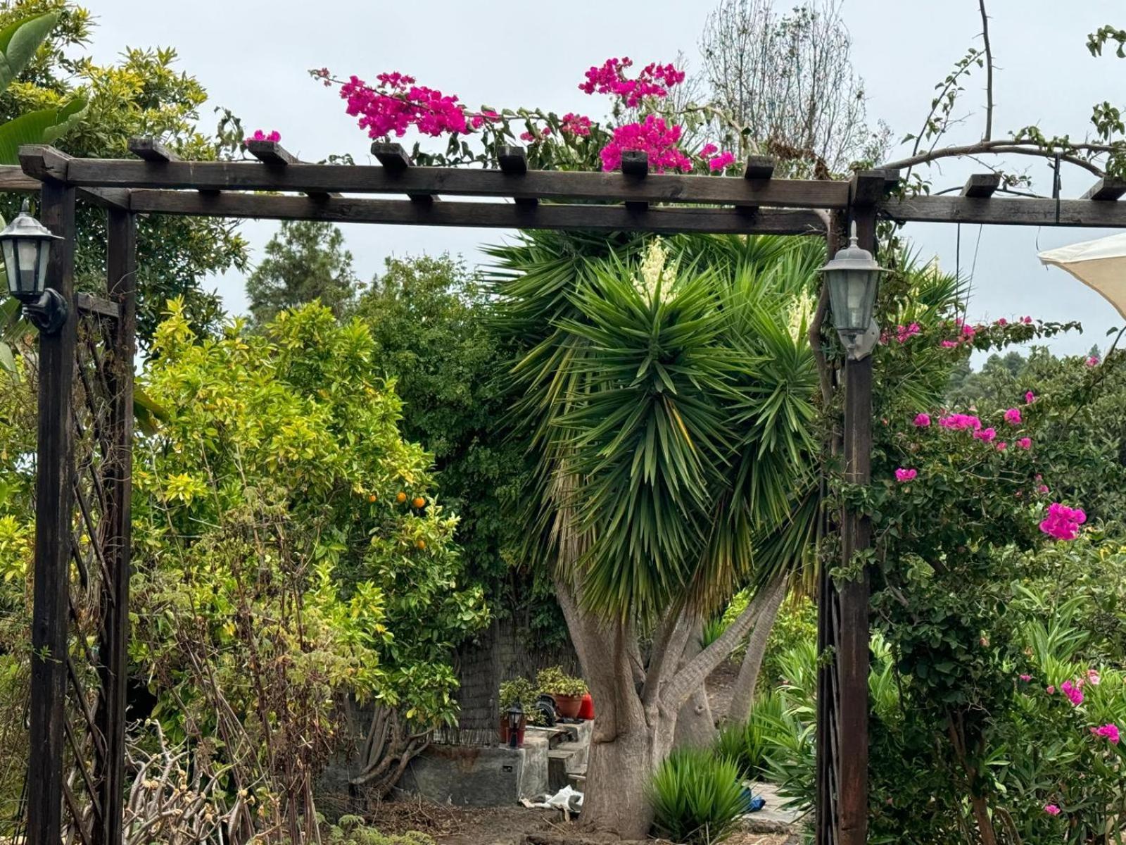 Oasis Hill Botanical Garden Villa Icod De Los Vinos Exteriör bild